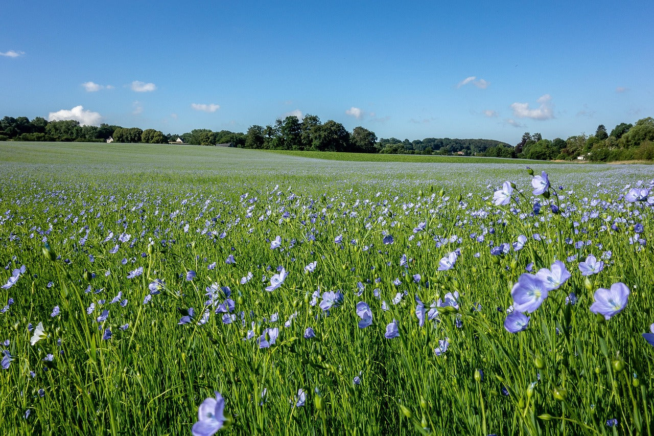 Champs Lin Fleurs Violet Ciel bleu Nature Arbres Soleil Mois de juin